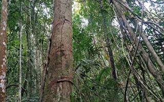10 Acre rainforest protected adjoining Sinharaja world heritage rainforest