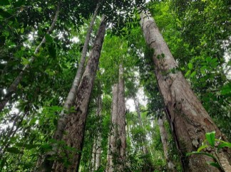 7 acre rainforest protected adjoining Sinharaja world heritage rainforest