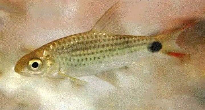 Asoka Barb (Systomas asoka)