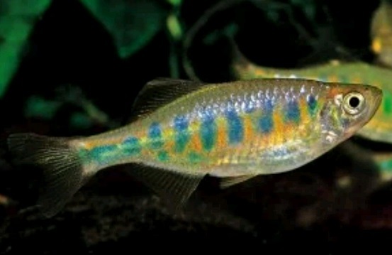 Barred Danio (Devario pathirana)