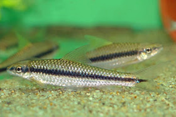 Black Lined Barb / Side Striped Barb (Puntius pleurotania)