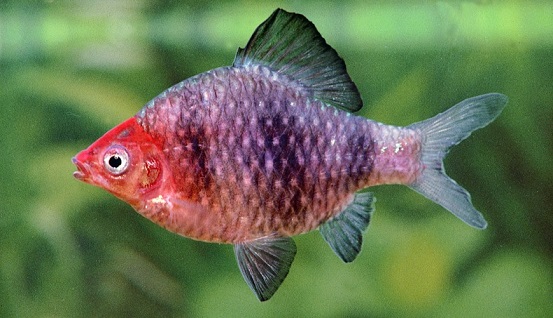 Black Ruby Barb (Barbus nigrofasciatus)