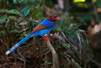 Sri Lanka Blue Magpie (Urocissa ornata)