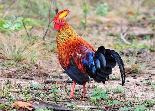 blue jungle fowl