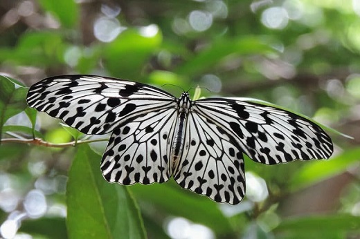 Ceylon Tree Nymph