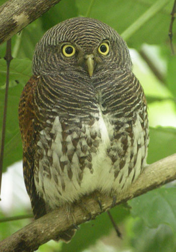 Chestnut-backed Owlet (Glaucidium castanonotum)