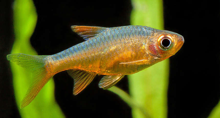 Golden Rasbora (Rasboroides vaterifloris)