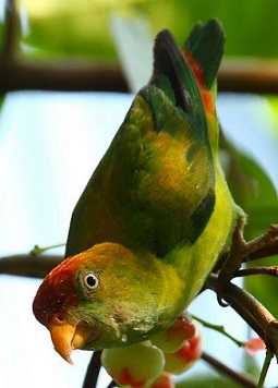 Sri Lanka Hanging Parrot (Loriculus beryllinus)