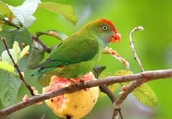 Sri Lanka Hanging Parrot (Loriculus beryllinus)