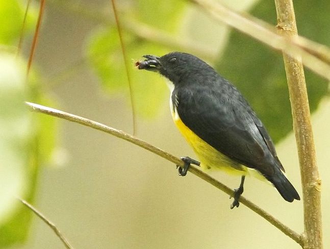 Legge's Flowerpecker (Dicaeum Vincens)