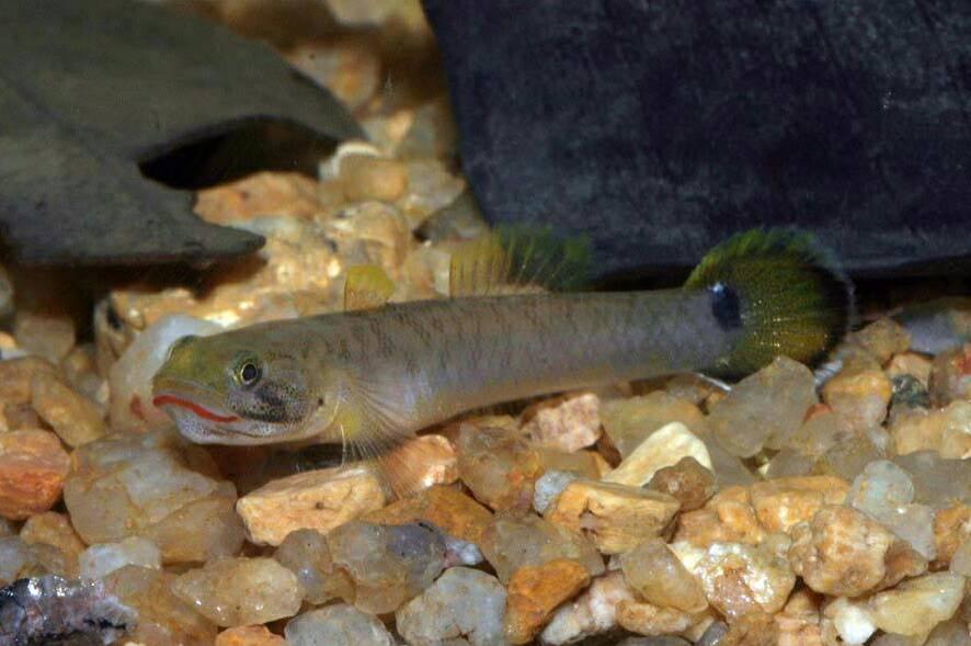 Lipstick Goby (Scicyopua jonklaasi)