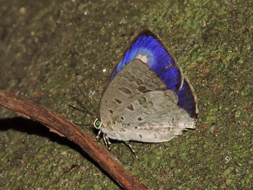 Ormistons Oakblue