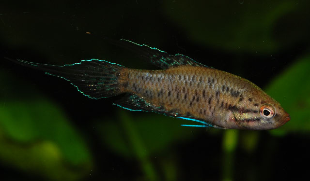 Ornate Paradise Fish (Malpulutta kretseri)