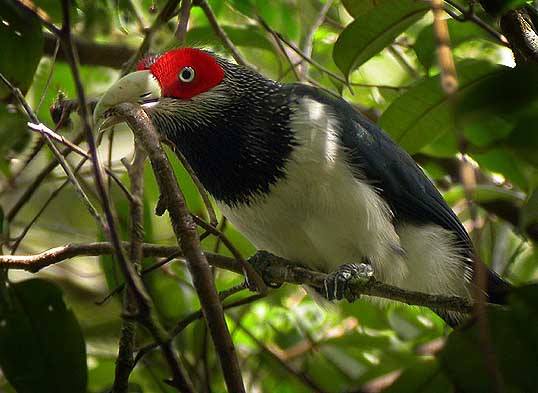 Sri Lanka Red-faced Malkoha