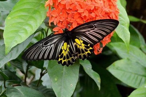 Sri Lankan Birdwing