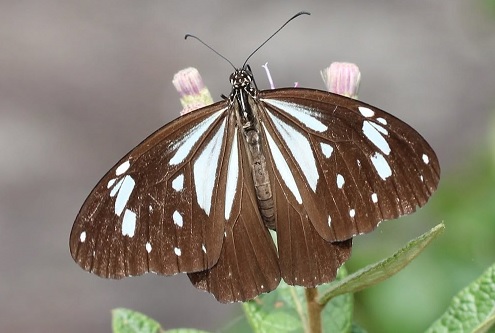 Sri Lankan Tiger