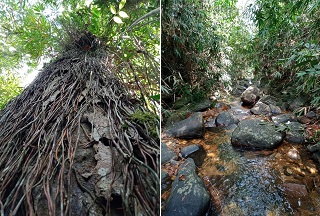 2 acre rainforest protected adjoining Sinharaja world heritage rainforest