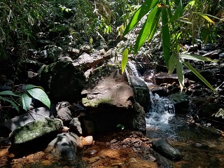6 Acre rainforest protected adjoining Sinharaja world heritage rainforest
