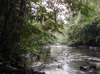 Rainforest Land Conservation in Sri Lanka